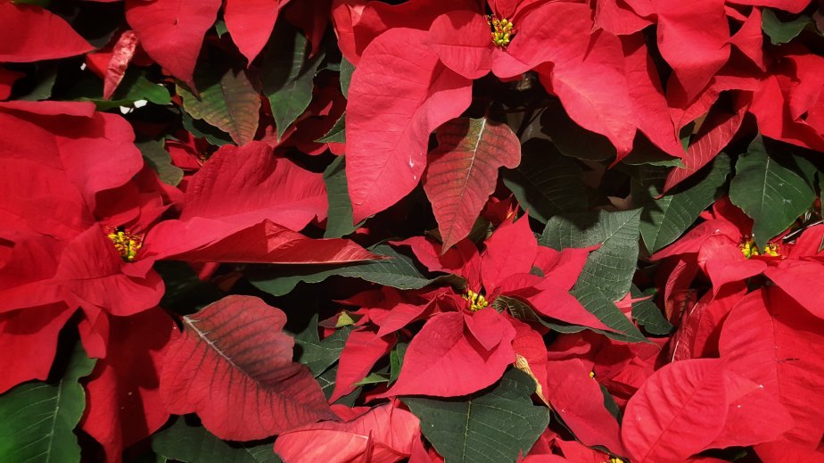 Christmas is forever 