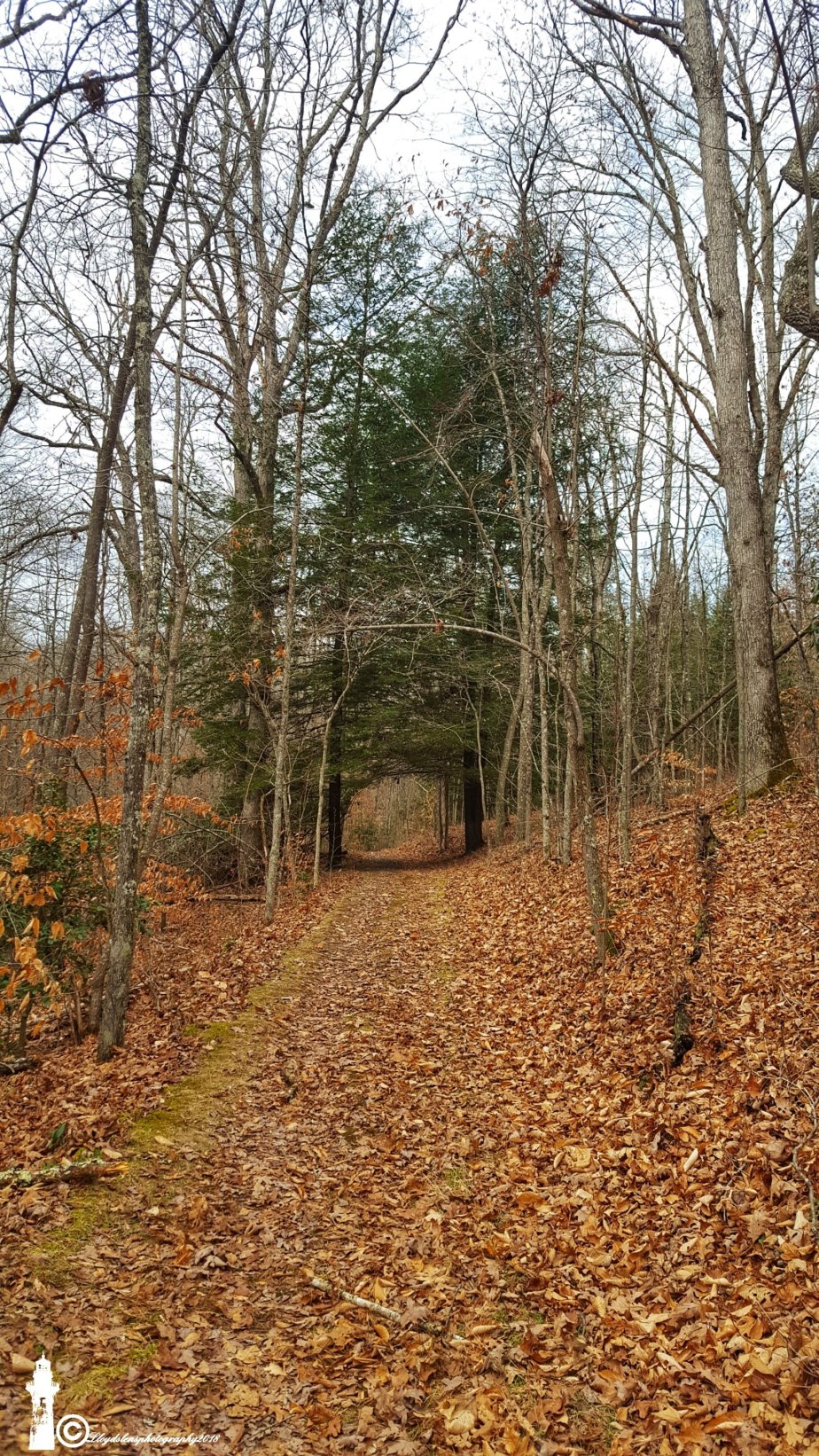 Taking a walk&nbsp;1.11.18