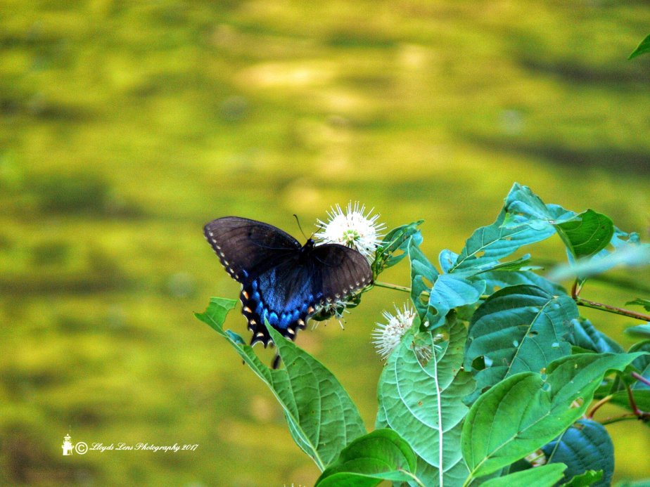 A Trip To The Meadow River. 