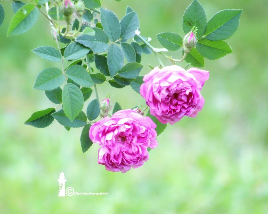 Appreciation for my angel on Valentine’s Day