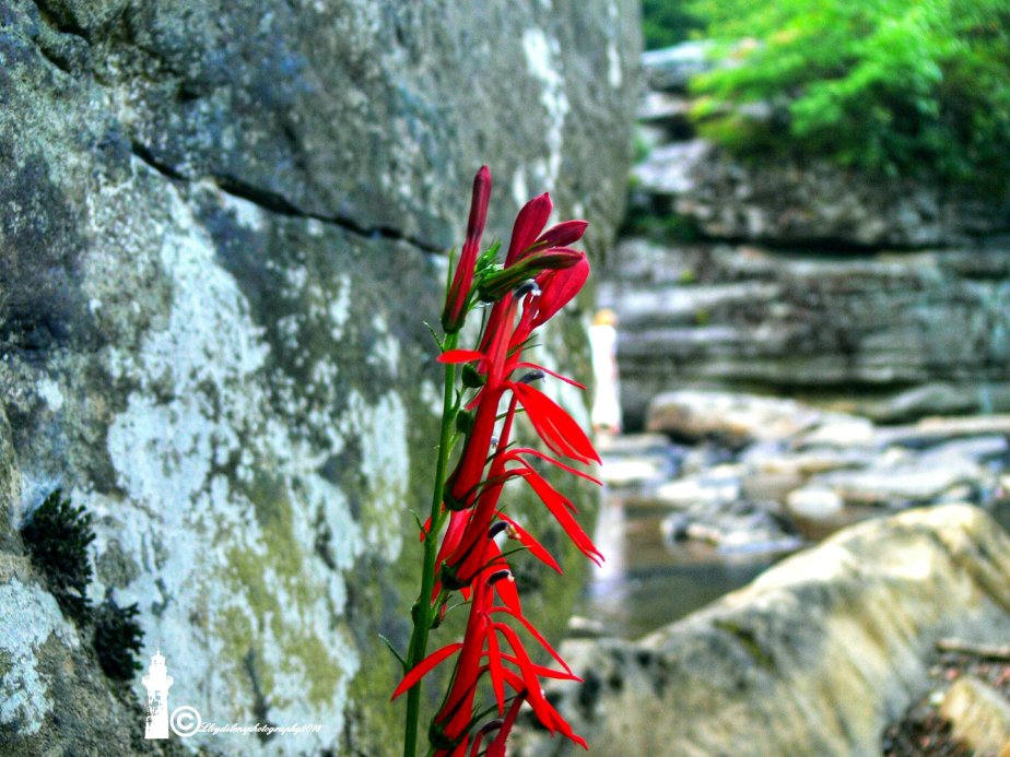 Cardinal Flowers and a new&nbsp;myth
