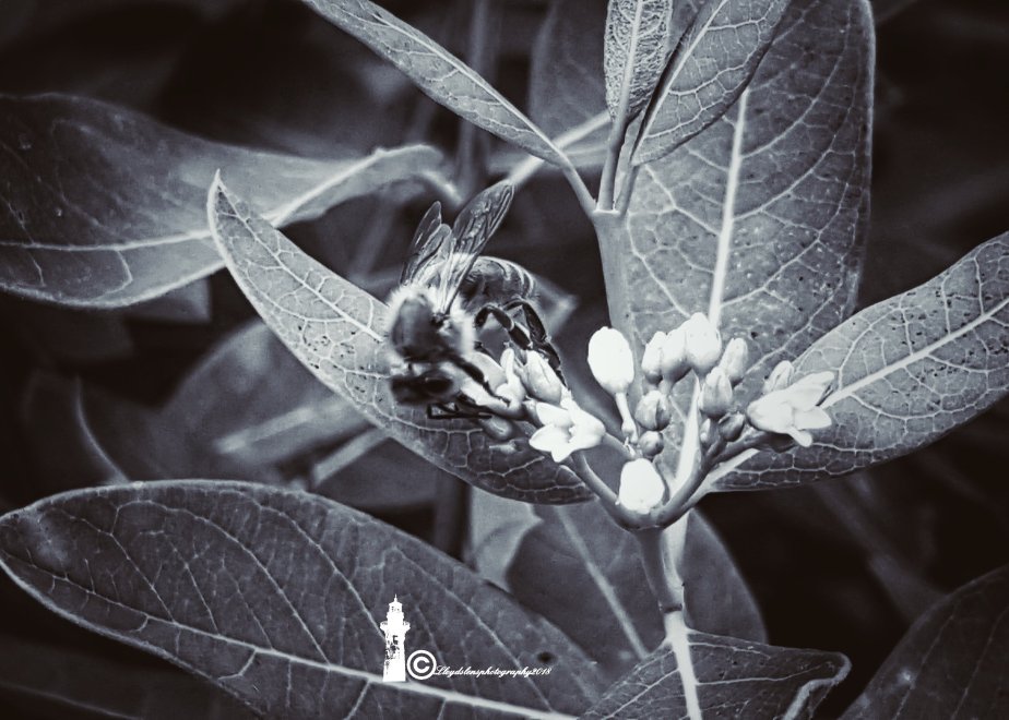 Waiting on the return of the&nbsp;honeybees