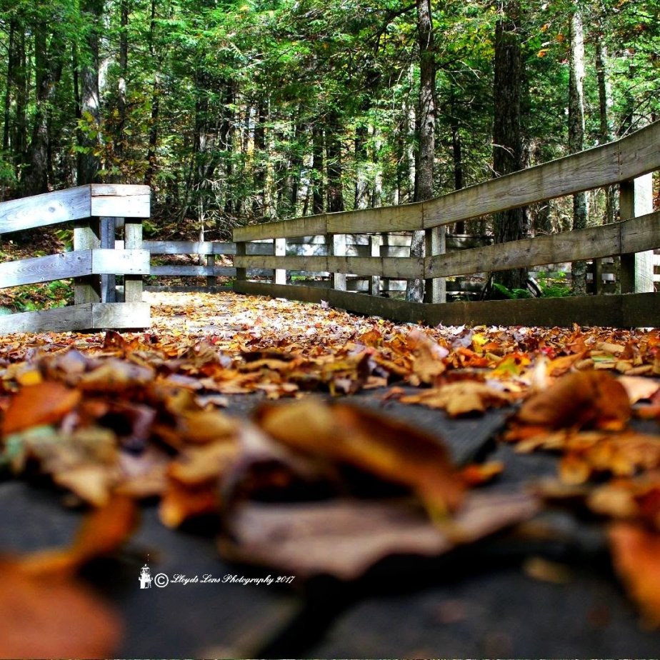 A Short walk in the&nbsp;park.