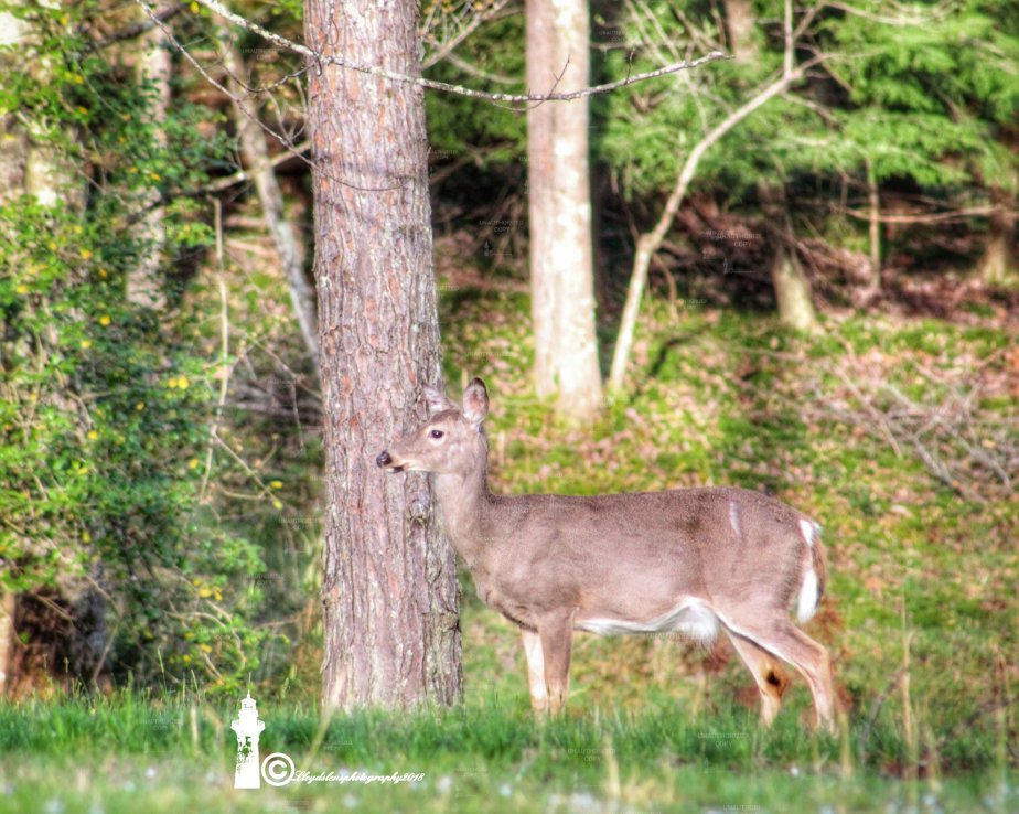 The Thrill Of The&nbsp;Hunt