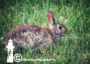 The Rabbit Has No Fear