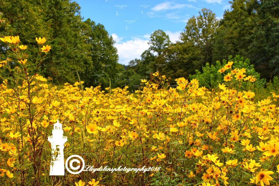 Summertime Happiness