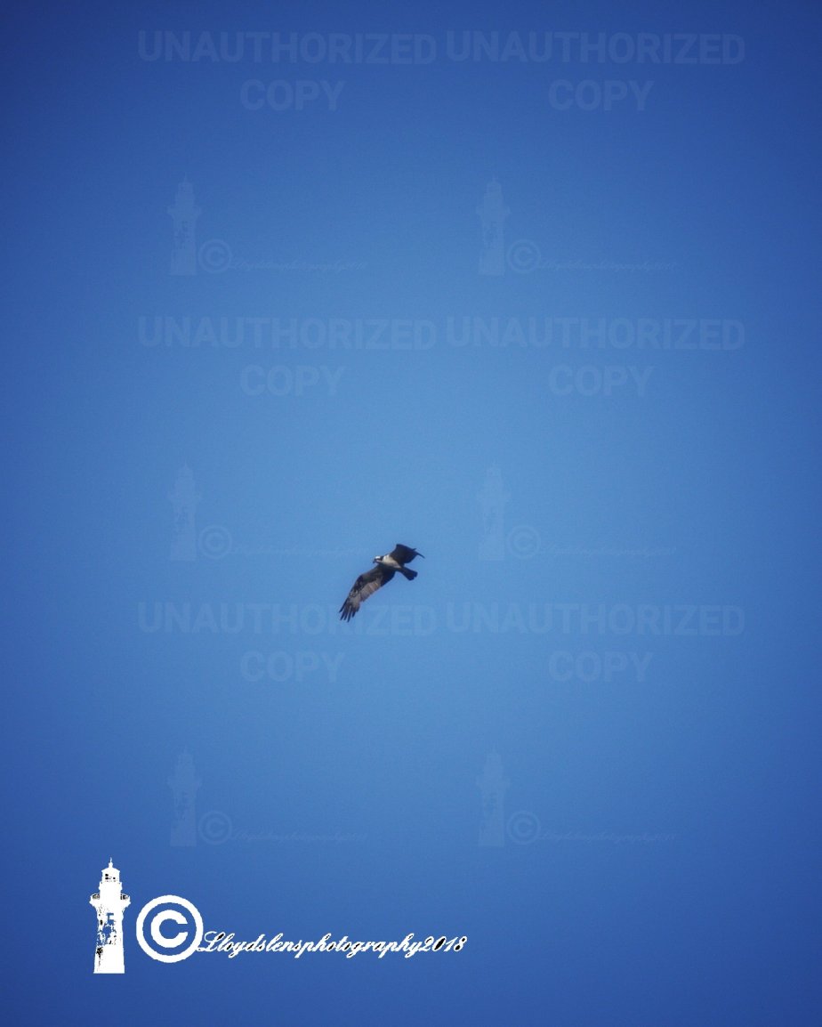 Chasing Eagles Part&nbsp;2