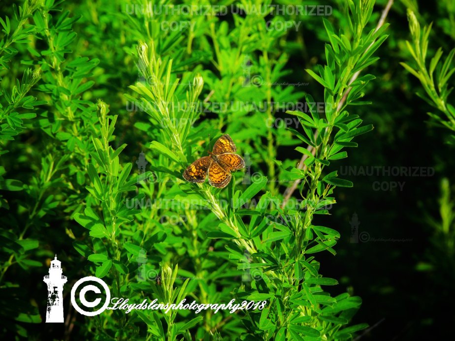 Dancing With Butterflies