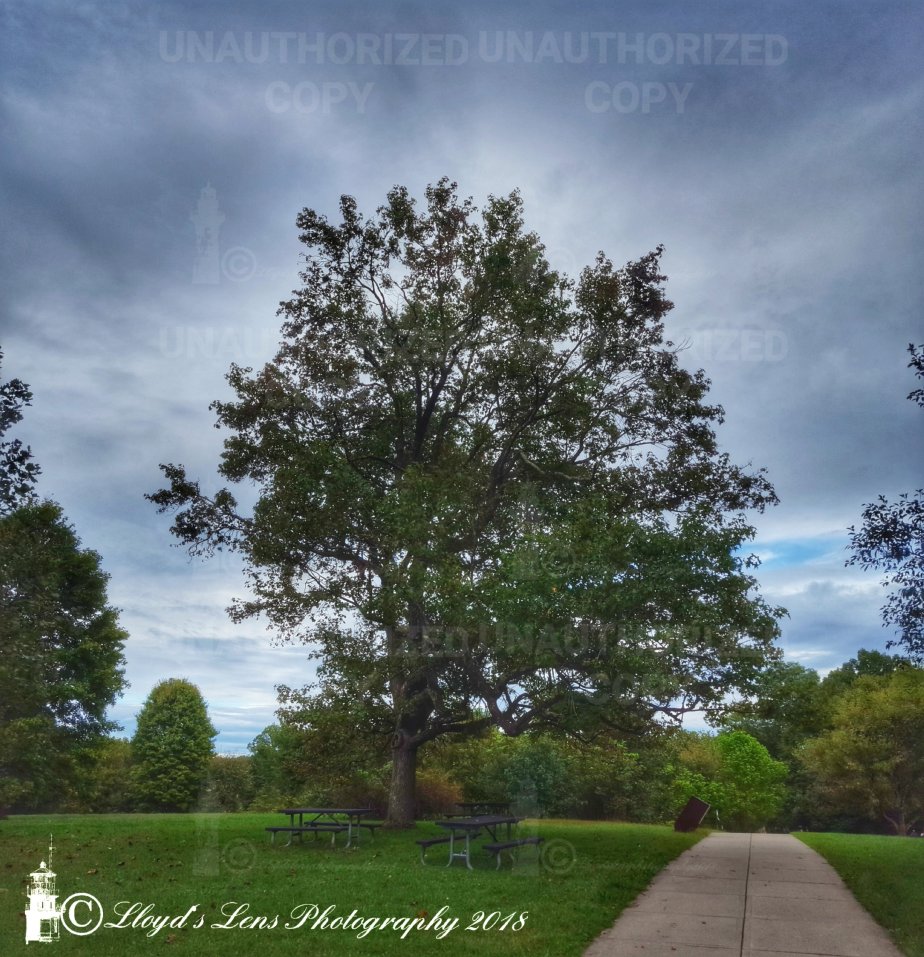 The Tale Of The Twisted&nbsp;Tree