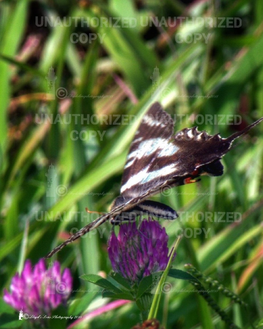 The Zebra Swallowtail&nbsp;Butterfly
