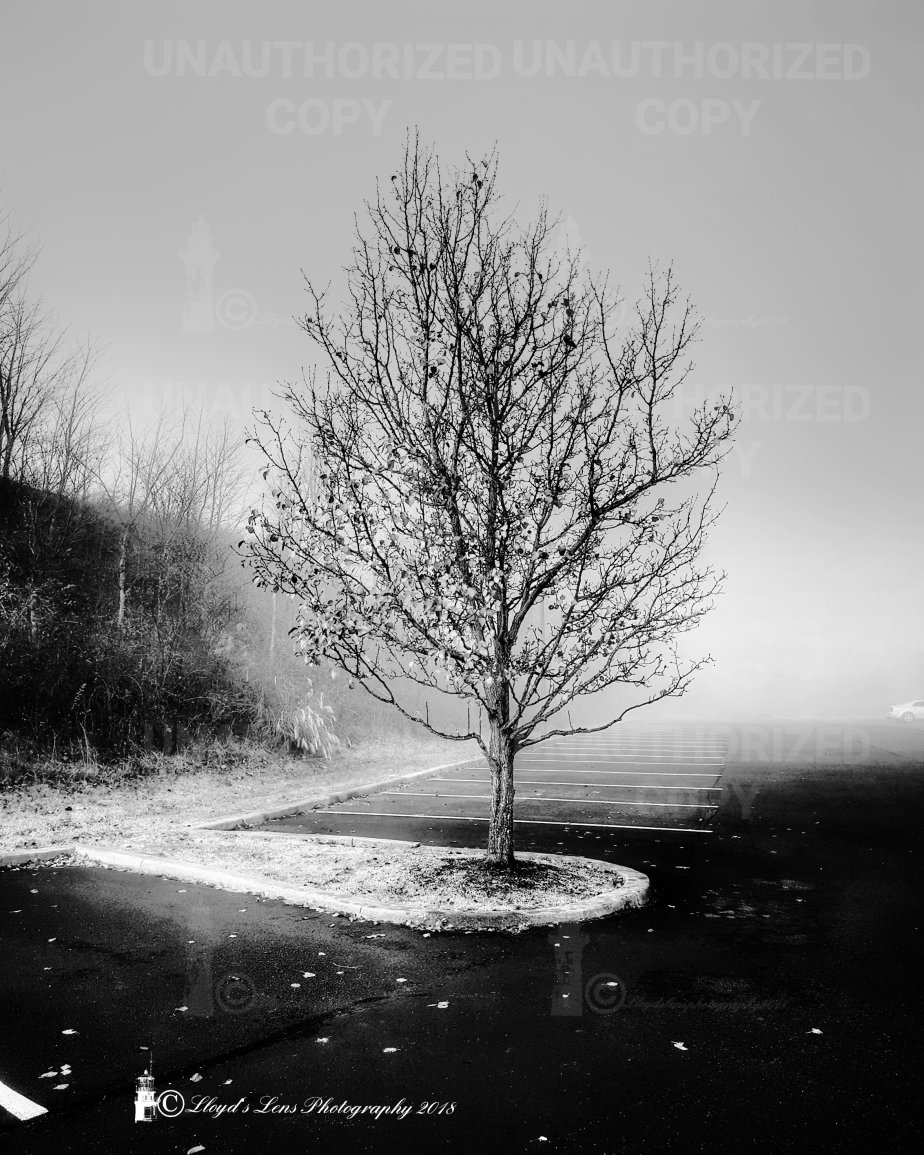 Suspended In The&nbsp;Mists