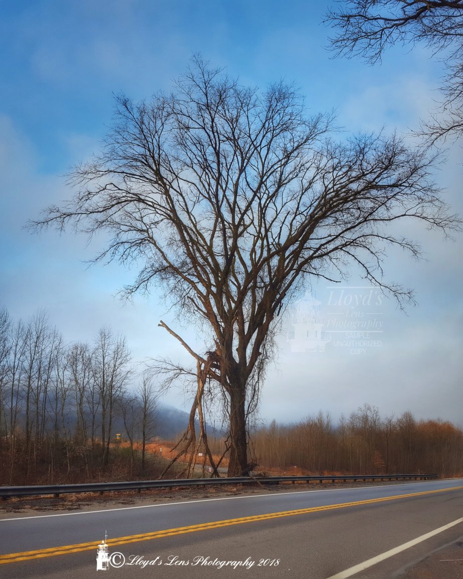 Winter And Wild&nbsp;Teas