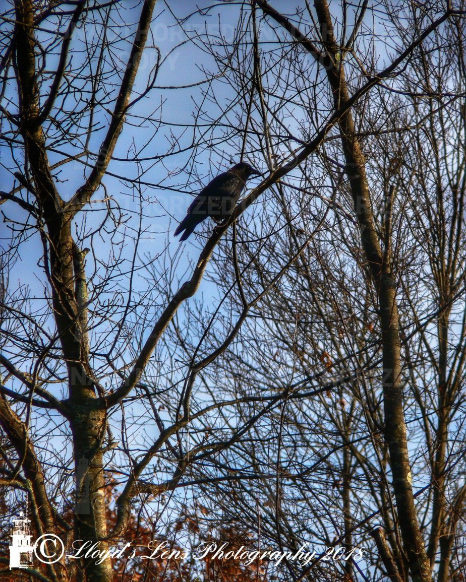 King Of The&nbsp;Crows