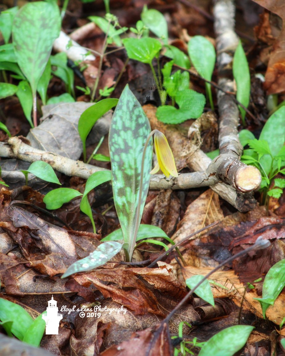 Trout Lilies – Forage Friday&nbsp;4
