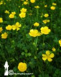 Buttercups 51218