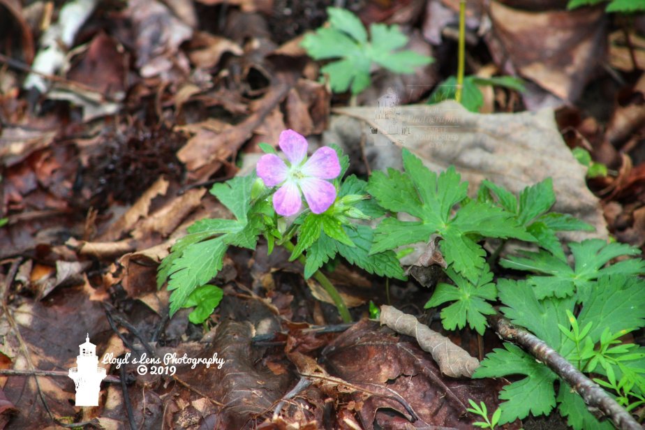 Wild Geranium & Morning Quiet&nbsp;Time