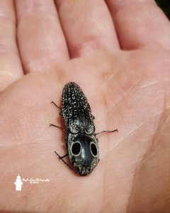 Elated Snapping Beetle in my hand