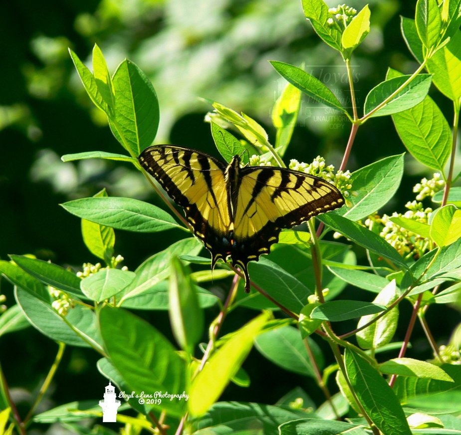 Tiger Swallowtail