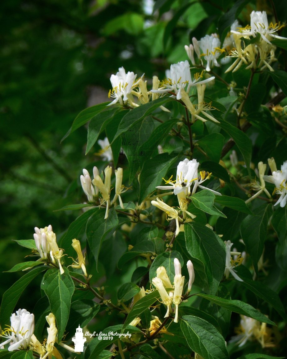 Forage Friday #12 Japanese&nbsp;Honeysuckle