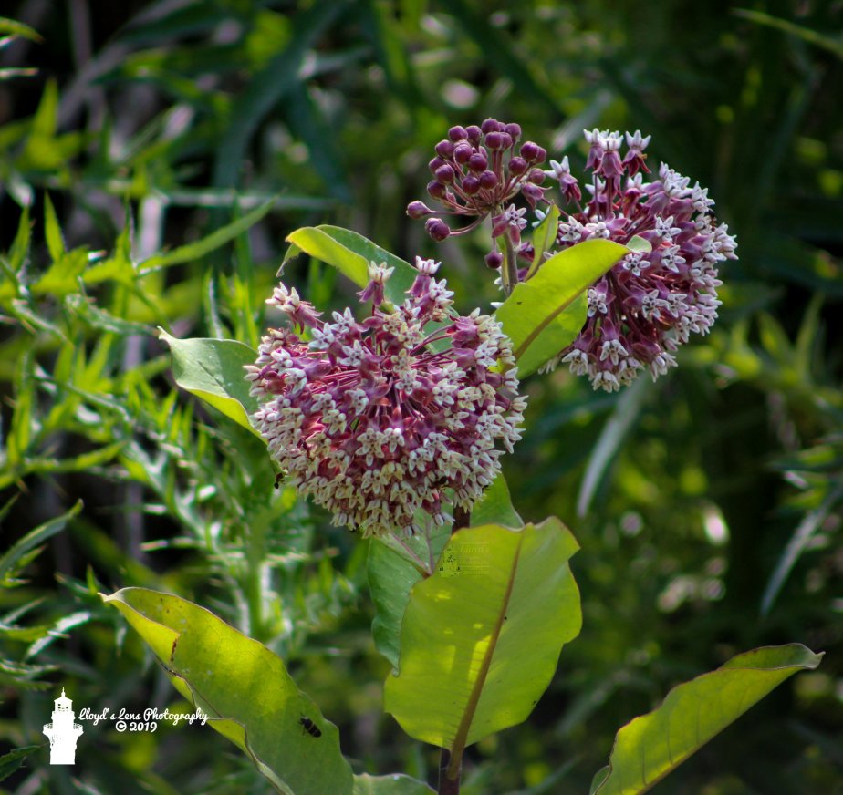 Milkweed
