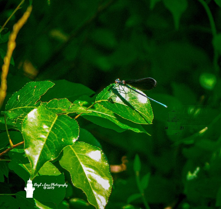 Encounter With A Blue&nbsp;Dancer