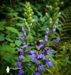 Bumblebee And Blue Lobelia