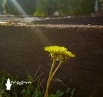 Summer's Last Caress