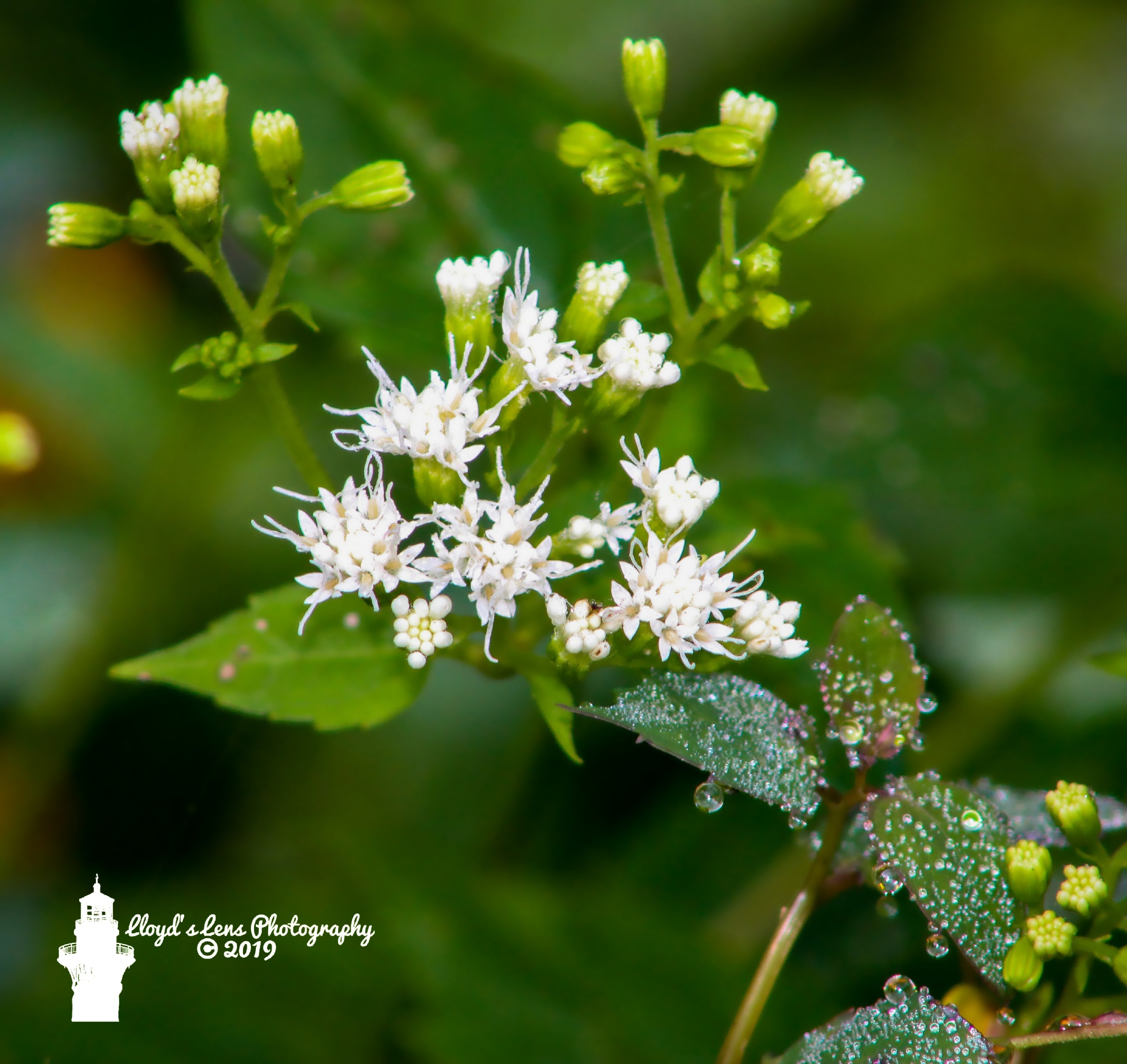 WARNING: Because I often blog about wild edible plants I need to make it clear that white Snakeroot is a deadly poison. 