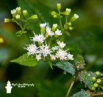 White Snakeroot In Morning Dew WARNING: Because I often blog about wild edible plants I need to make it clear that white Snakeroot is a deadly poison.