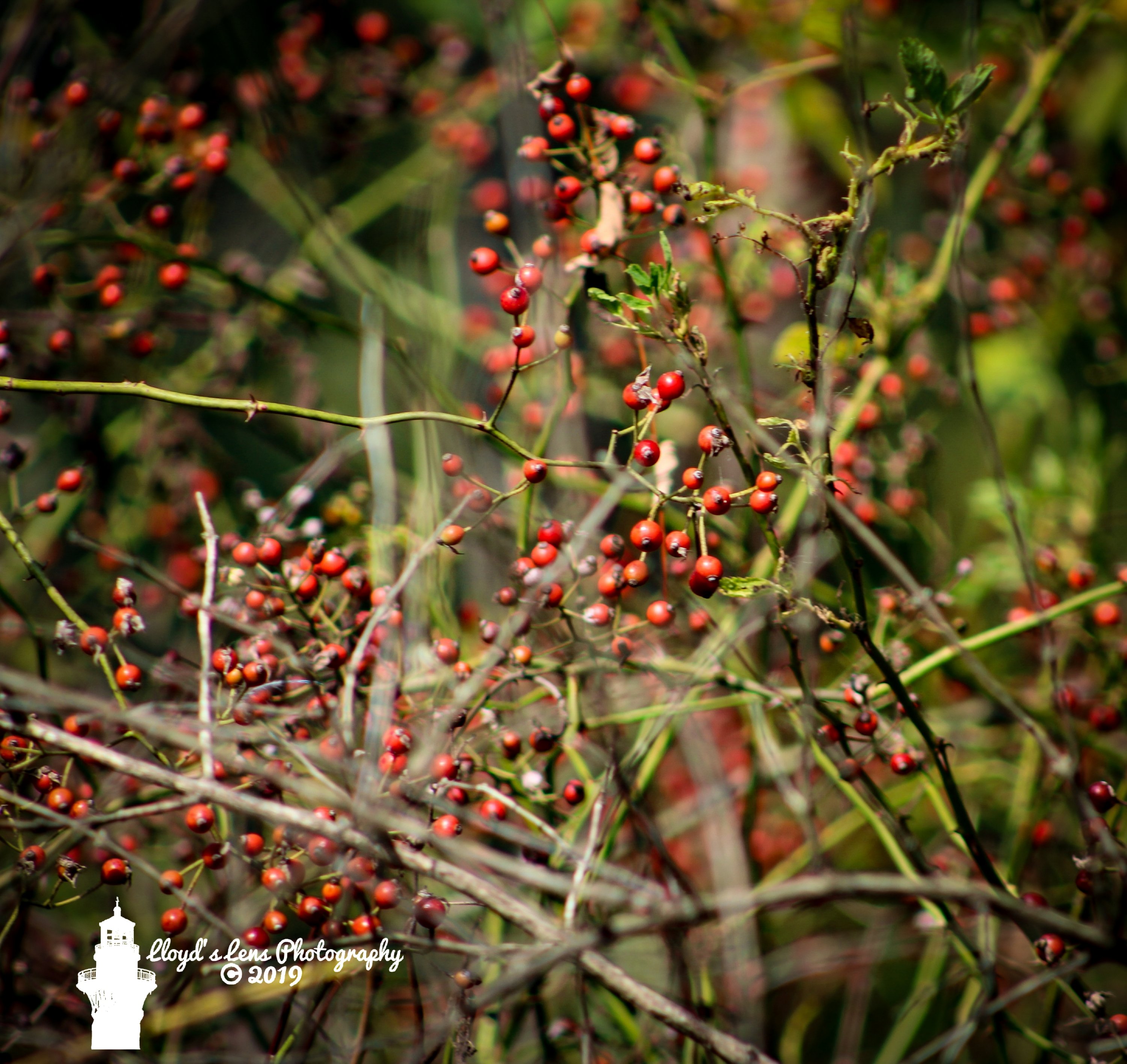 Multiflora Rose Hips 91419