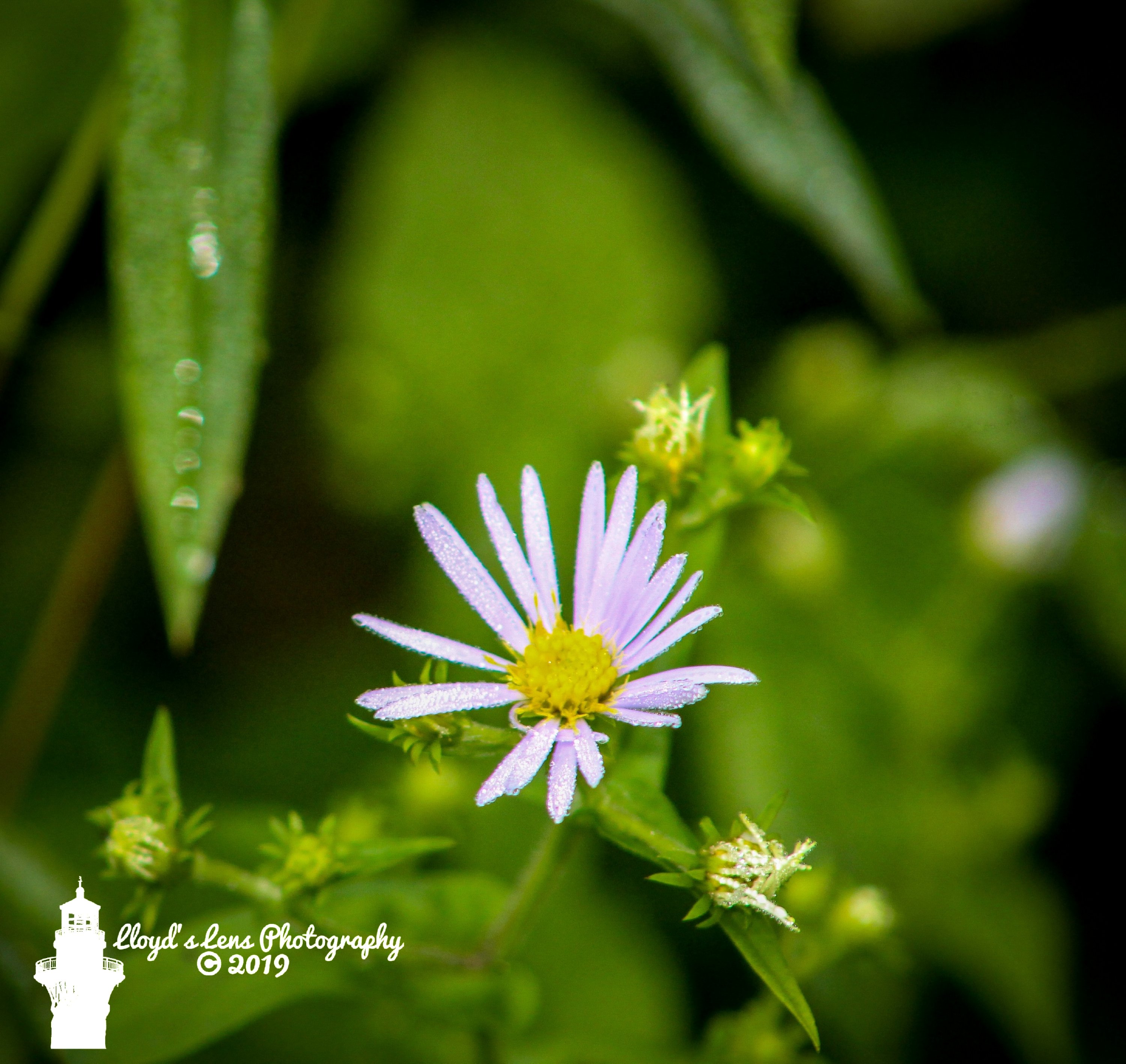 Morning Mist On Blue Aster