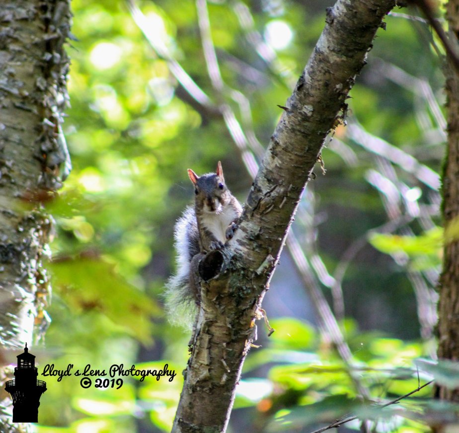 The Curious Onlooker