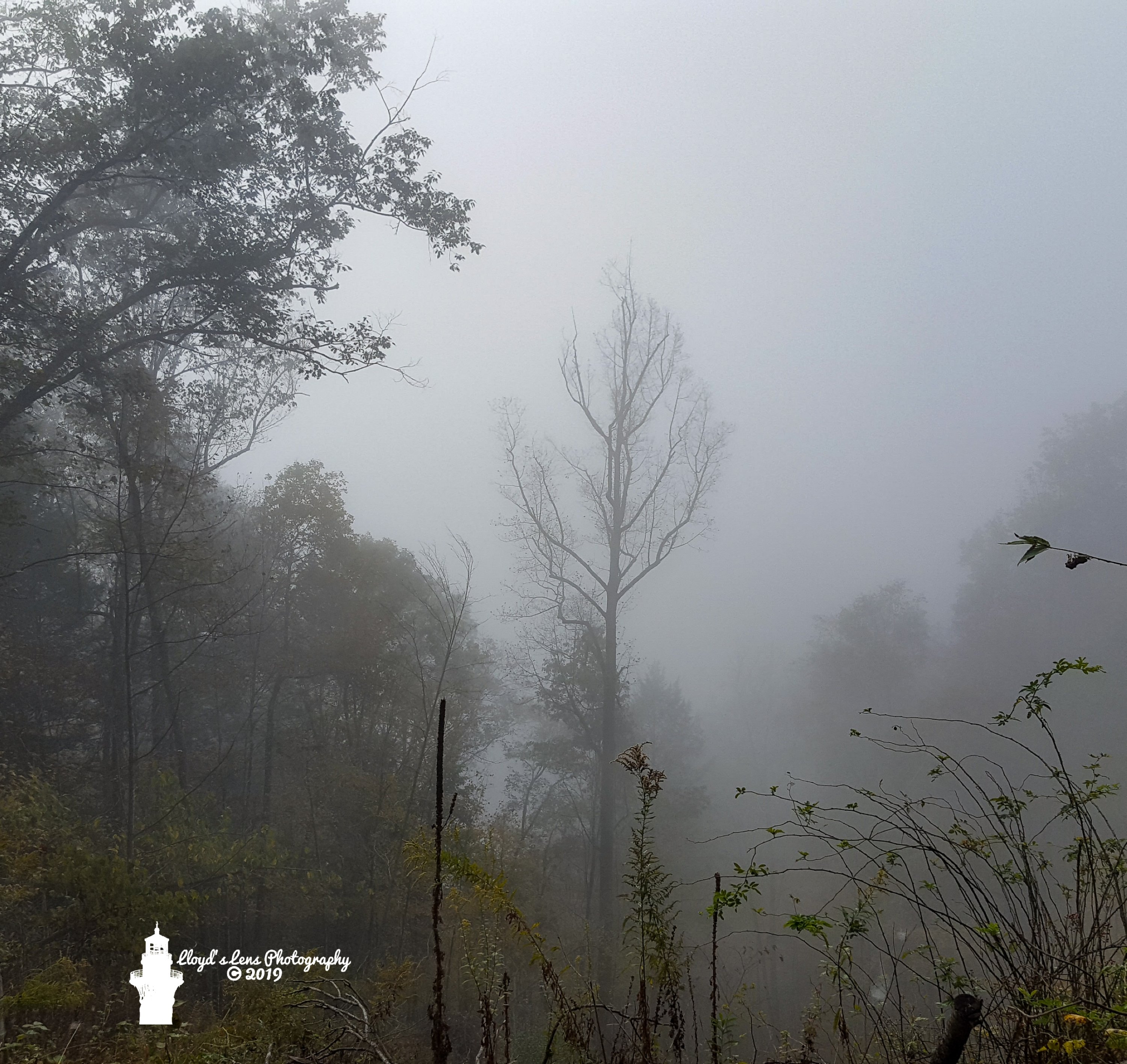 A Foggy Morning On Panther Mountain 101919b