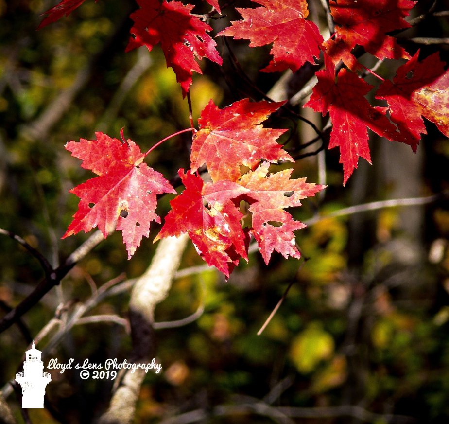 Red And Gold In&nbsp;November