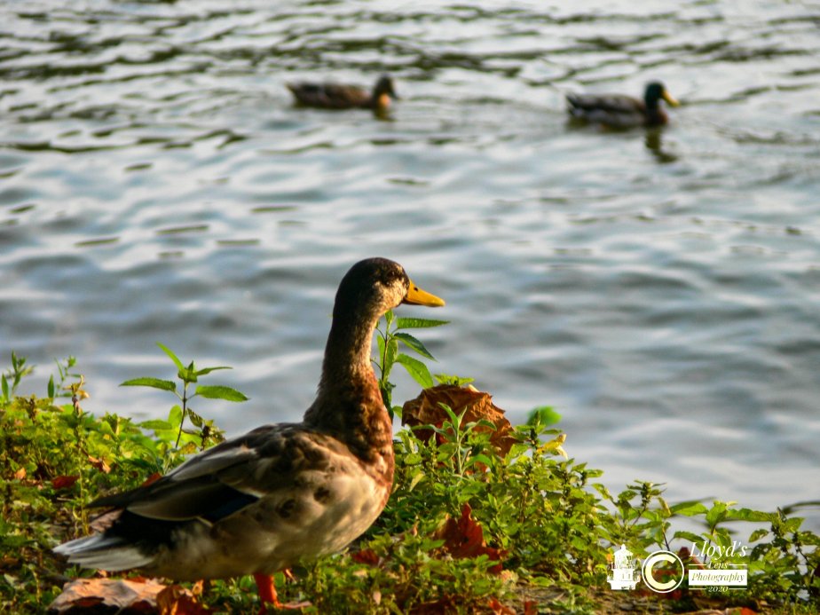 Things Are Just Ducky #10. The New&nbsp;Neighbors