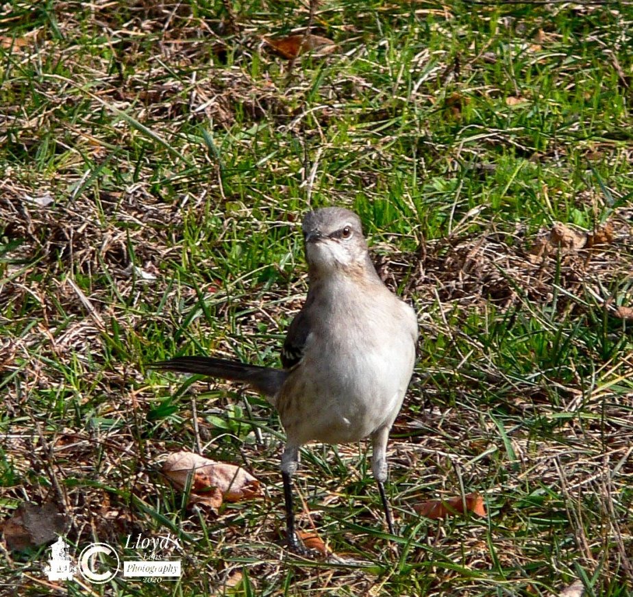 The Feathered Little&nbsp;Minstrel.