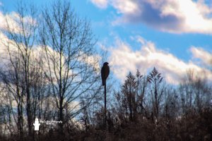 The Hunter On The Fence Post