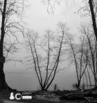 Willows And Fog 2620