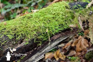 The moss that was harvested just a few years ago