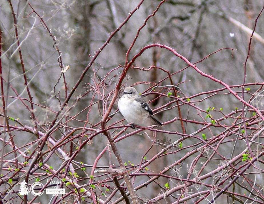 Things A Little Bird Told Me&nbsp;#3