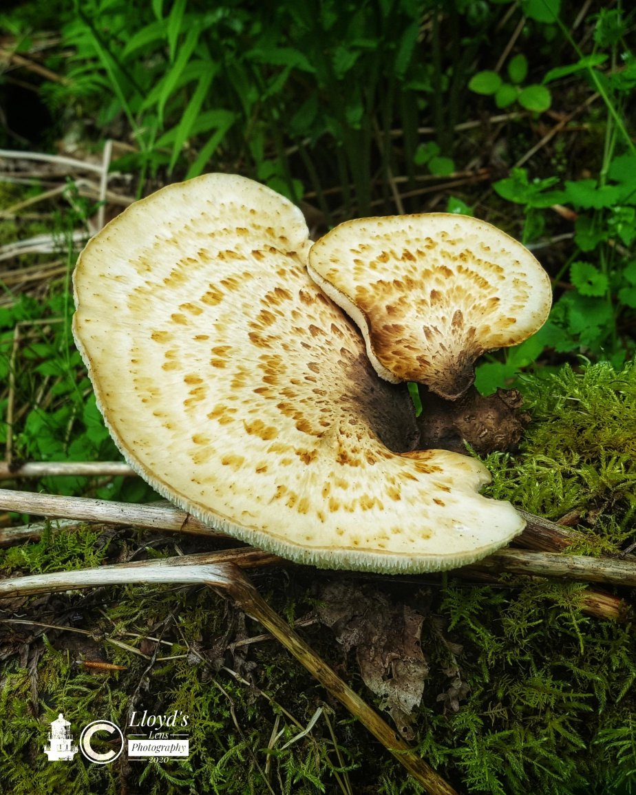 Forage Friday #46 Dryad&nbsp;Saddle