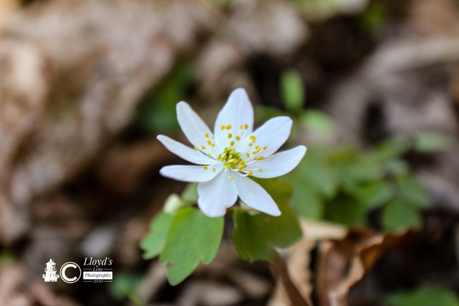 False Rue Anemone In The&nbsp;Afternoon.
