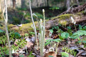 A colony of Fiddleheads 4220