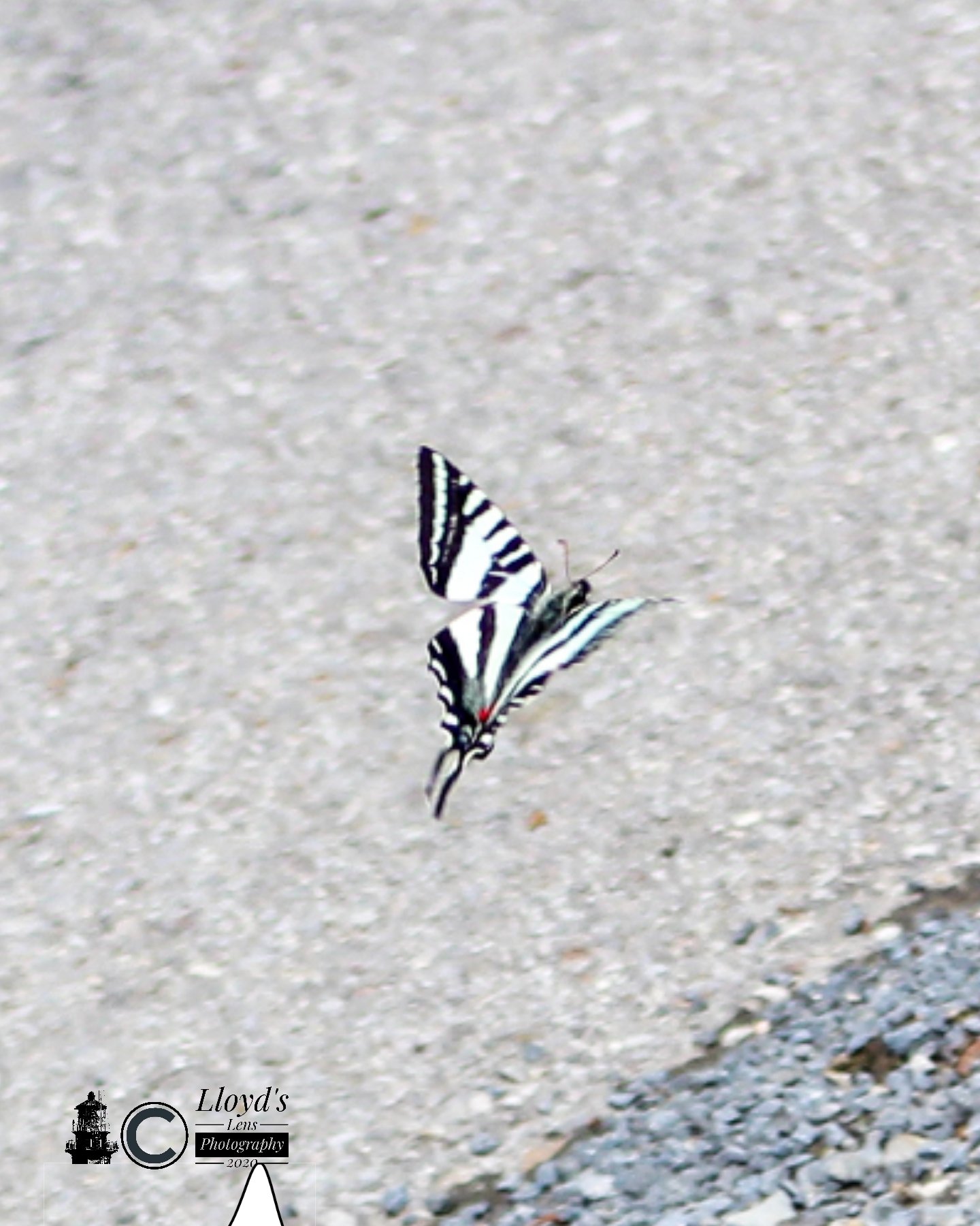 The first Zebra Swallowtail of 2020 has made an appearance.