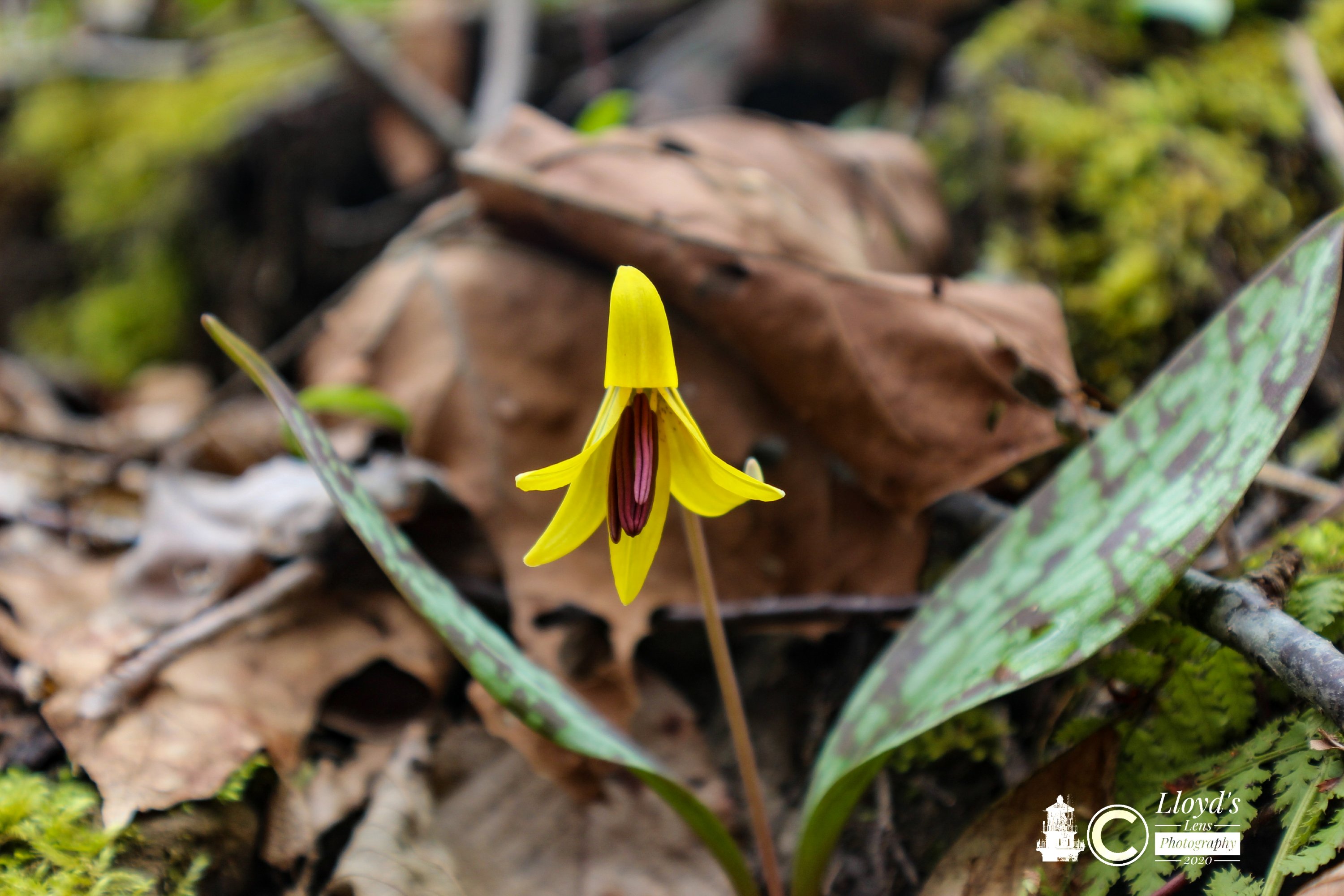 Trout Lily 32420