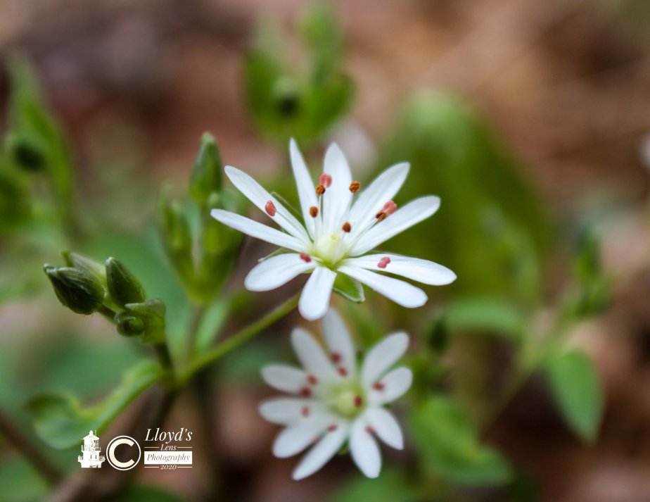 Forage Friday #52 Star&nbsp;Chickweed
