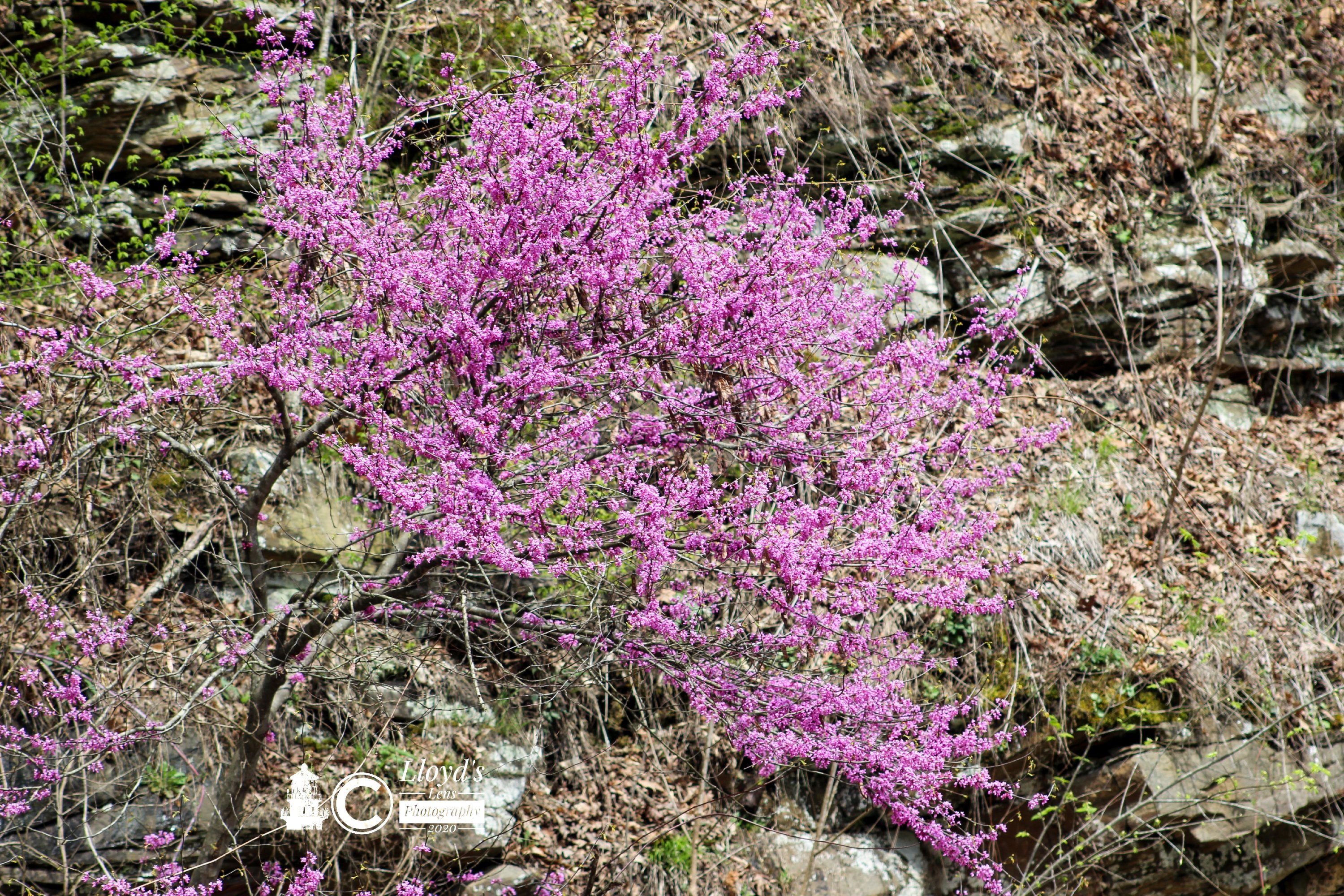 Redbud In Full Bloom 4720