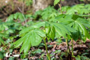 A colony of Mayapple almost ready to bloom