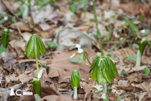 An emerging colony of Mayapple