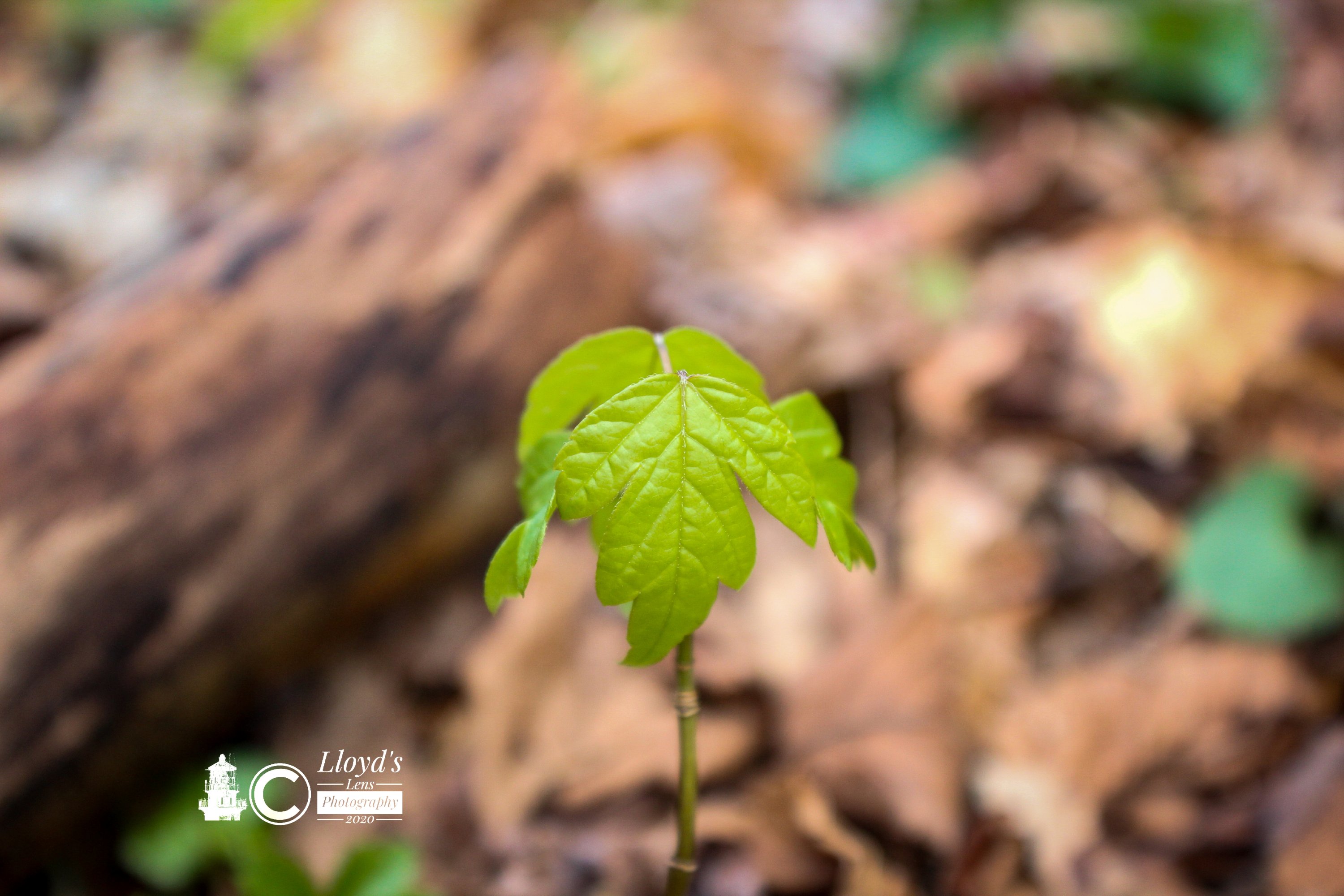 Box Elder In Macro 4220